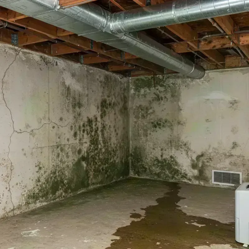 Professional Mold Removal in Kincaid, IL